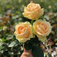 Image 1 of Pre-Order - PEACH AVALANCHE ROSE