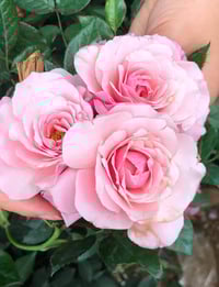 Image 1 of Pre-Order - OUR LADY OF GUADALUPE ROSE