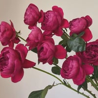 Image 7 of Pre-Order - YVES CATINA ROSE