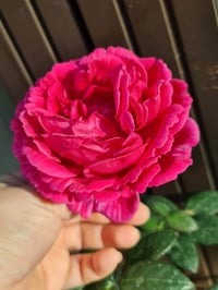 Image 7 of Pre-Order - LIGARE i230 ROSE