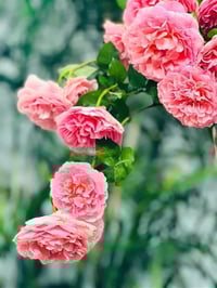 Image 6 of Pre-Order - RADIO TIME ROSE (AUSsal)