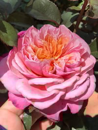 Image 6 of Pre-Order - MIYABI ROSE