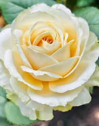 Image 2 of Pre-Order - PEACH AVALANCHE ROSE