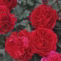 Image 6 of Pre-Order - RED LEONARDO DE VINCE ROSE
