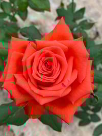 Image 7 of Pre-Order - SPUTNIK ROSE