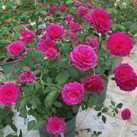 Image 6 of Pre-Order - RAMUKAN ROSE