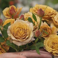 Image 3 of Pre-Order - PINE DREAM ROSE