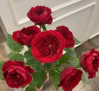 Image 8 of Pre-order - TESS OF THE d'URBERVILLES CLIMBING ROSE (Ausmove)