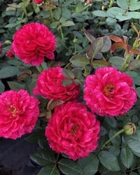 Image 8 of Pre-Order - LIGARE i230 ROSE