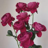 Image 8 of Pre-Order - YVES CATINA ROSE