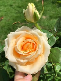 Image 3 of Pre-Order - PEACH AVALANCHE ROSE