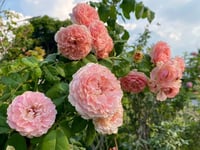 Image 7 of Pre-Order - RADIO TIME ROSE (AUSsal)