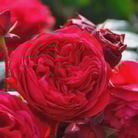 Image 7 of Pre-Order - RED LEONARDO DE VINCE ROSE