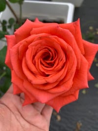 Image 8 of Pre-Order - SPUTNIK ROSE