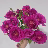 Image 7 of Pre-Order - RAMUKAN ROSE