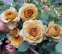 Image 4 of Pre-Order - PINE DREAM ROSE
