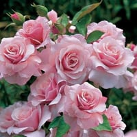 Image 3 of Pre-Order - OUR LADY OF GUADALUPE ROSE