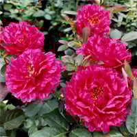 Image 9 of Pre-Order - LIGARE i230 ROSE