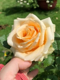 Image 4 of Pre-Order - PEACH AVALANCHE ROSE