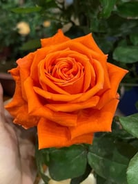 Image 9 of Pre-Order - SPUTNIK ROSE