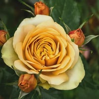 Image 1 of Pre-Order - PINE DREAM ROSE