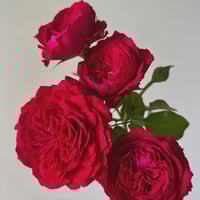 Image 8 of Pre-Order - RED LEONARDO DE VINCE ROSE