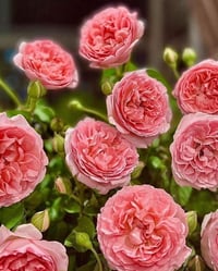 Image 8 of Pre-Order - RADIO TIME ROSE (AUSsal)