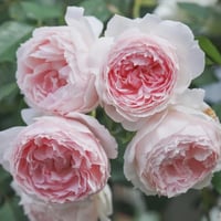 Image 2 of  THE WEDGWOOD CLIMBING ROSE "AUSiosiah" 