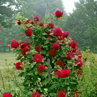 Image 10 of Pre-order - TESS OF THE d'URBERVILLES CLIMBING ROSE (Ausmove)