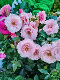 Image 4 of Pre-Order - OUR LADY OF GUADALUPE ROSE