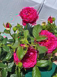 Image 10 of Pre-Order - LIGARE i230 ROSE