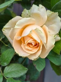 Image 5 of Pre-Order - PEACH AVALANCHE ROSE