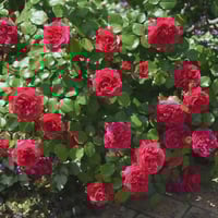 Image 9 of Pre-Order - RED LEONARDO DE VINCE ROSE