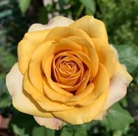 Image 5 of Pre-Order - PINE DREAM ROSE