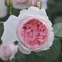 Image 1 of  THE WEDGWOOD CLIMBING ROSE "AUSiosiah" 