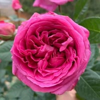 Image 1 of Pre-Order - BERNADETTE LAFONT ROSE