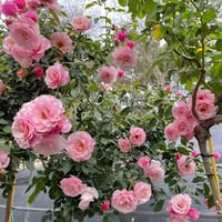 Image 5 of Pre-Order - OUR LADY OF GUADALUPE ROSE