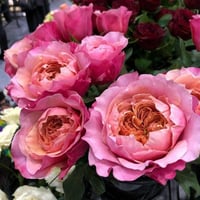 Image 9 of Pre-Order - MIYABI ROSE