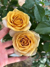 Image 2 of Pre-Order - PINE DREAM ROSE