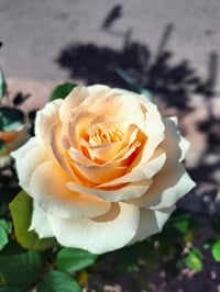 Image 6 of Pre-Order - PEACH AVALANCHE ROSE