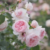 Image 3 of  THE WEDGWOOD CLIMBING ROSE "AUSiosiah" 
