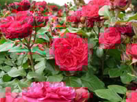 Image 10 of Pre-Order - RED LEONARDO DE VINCE ROSE
