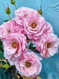 Image 6 of Pre-Order - OUR LADY OF GUADALUPE ROSE