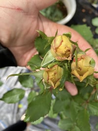 Image 6 of Pre-Order - PINE DREAM ROSE