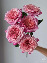 Image 10 of Pre-Order - MIYABI ROSE