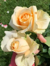 Image 7 of Pre-Order - PEACH AVALANCHE ROSE