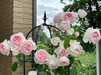 Image 4 of  THE WEDGWOOD CLIMBING ROSE "AUSiosiah" 