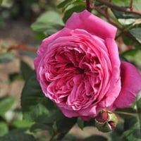 Image 3 of Pre-Order - BERNADETTE LAFONT ROSE