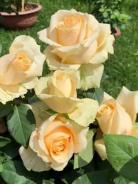 Image 8 of Pre-Order - PEACH AVALANCHE ROSE