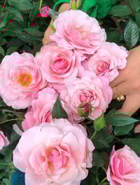 Image 7 of Pre-Order - OUR LADY OF GUADALUPE ROSE